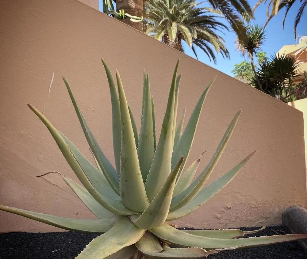 Appartamento Aloe Corralejo